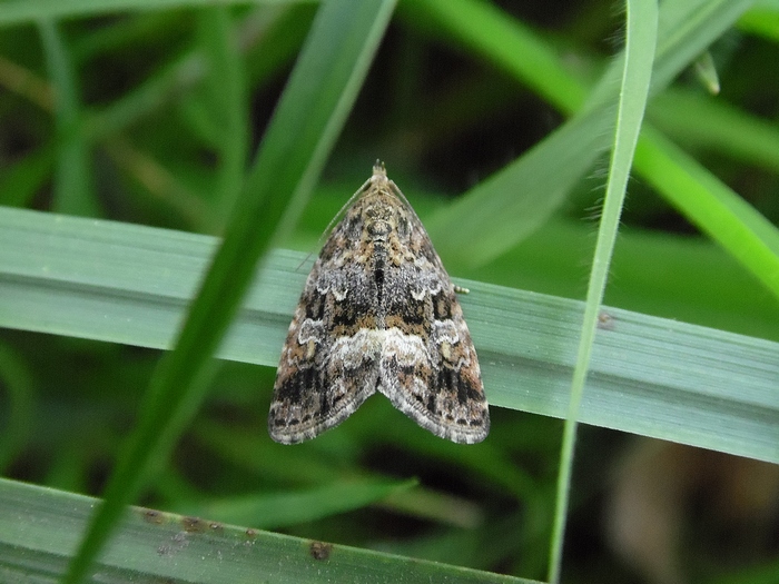 Pyraloidea o Noctuoidea da identificare